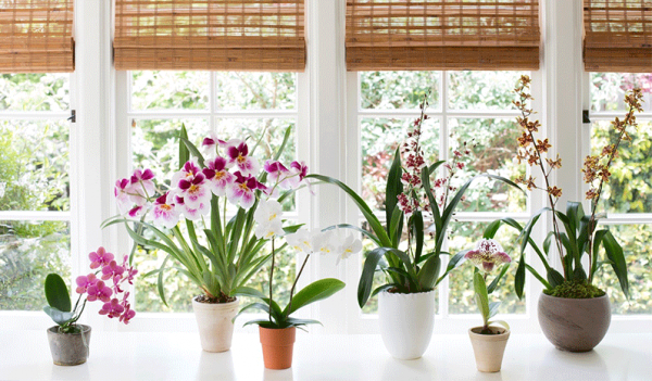 İç Mekan Bakımları